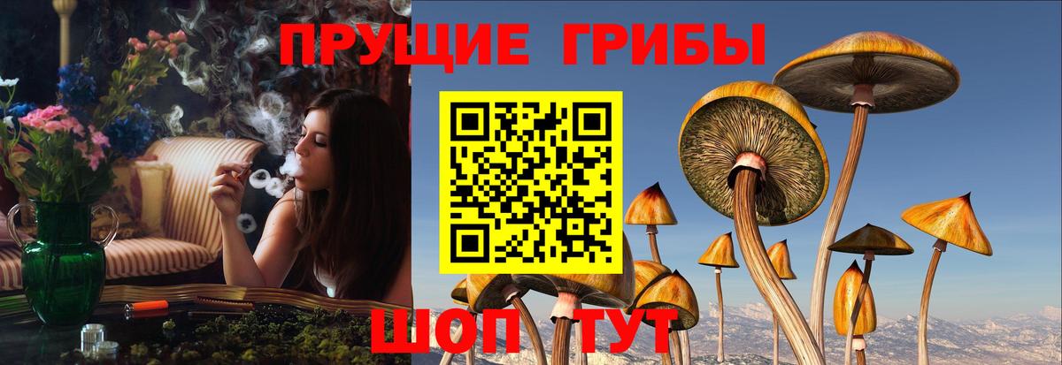 Псилоцибиновые грибы прущие грибы  Вход с VPN  Елабуга 